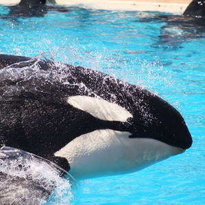 Inspiration Versus Education (Cetacean Shows)