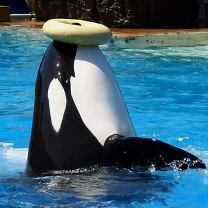 Cetacean Sanctuaries & Release