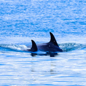 Social Media & Chinese Whispers