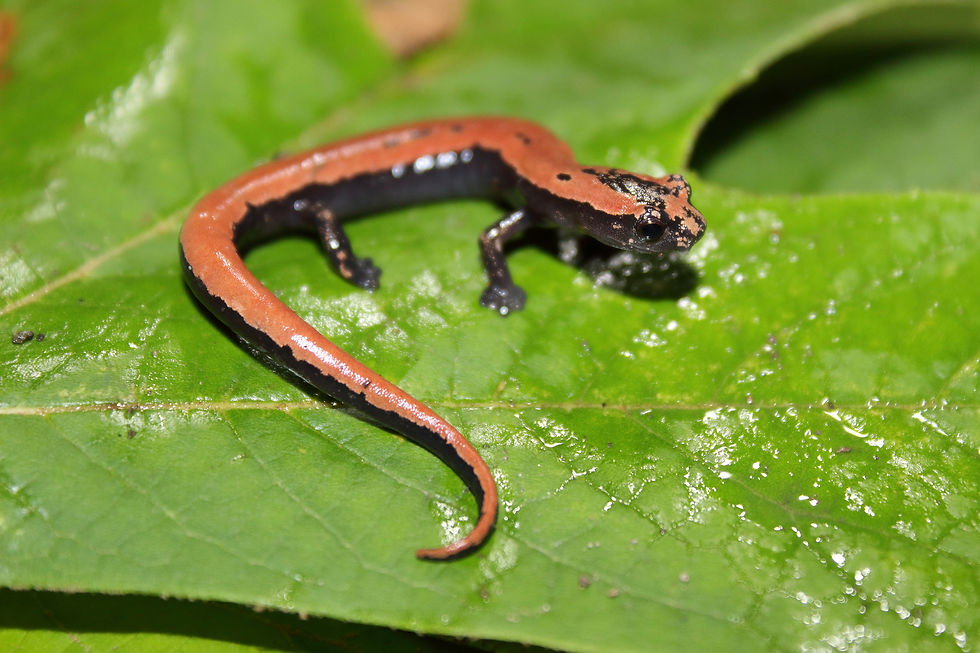 Salamandra Lengua de Hongo