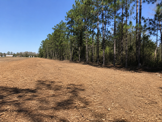 Forestry mulching done by tree line