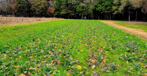 A field of Food plot