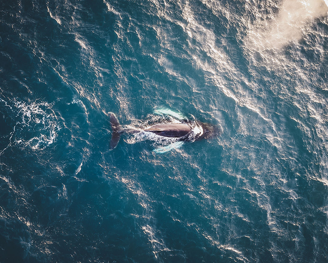 whale_edited.jpg