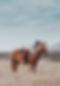 Hugging the Icelandic horse