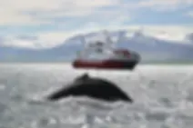 Whale watching in Akureyri