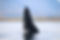 HUMPBACK WHALE breaching in North Iceland