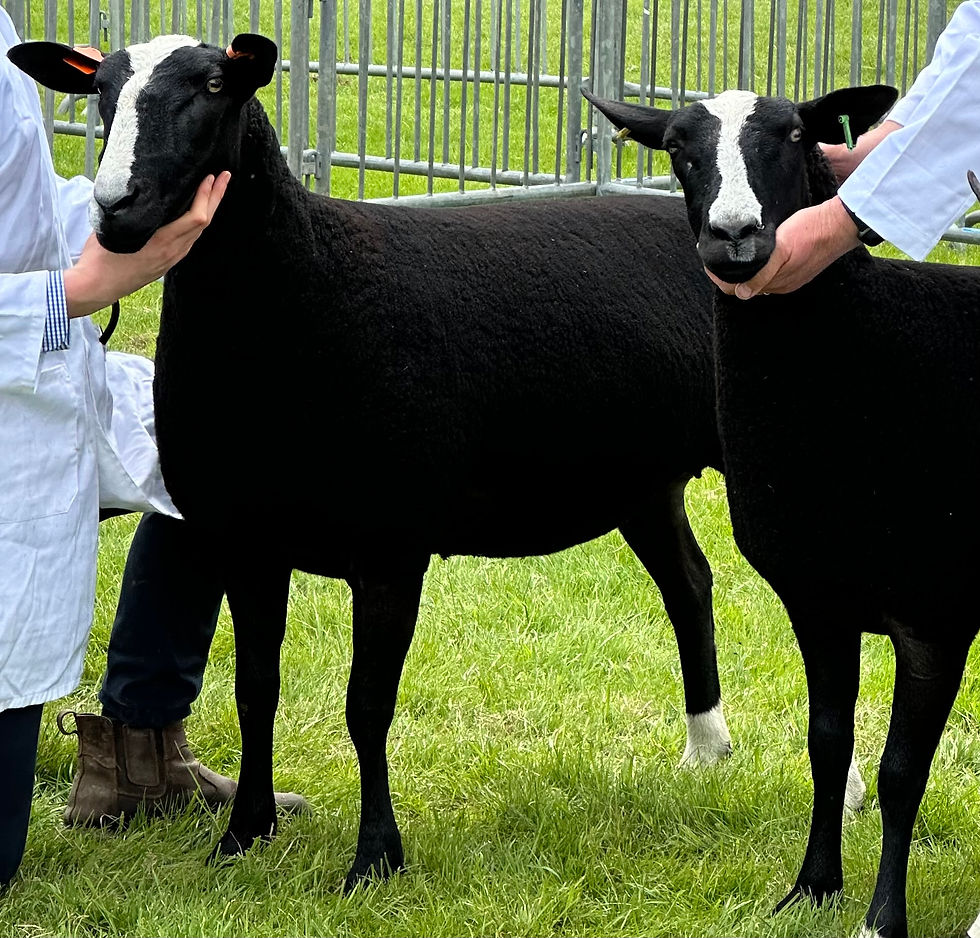 Shearling ewes Lady Muck & Lupin 