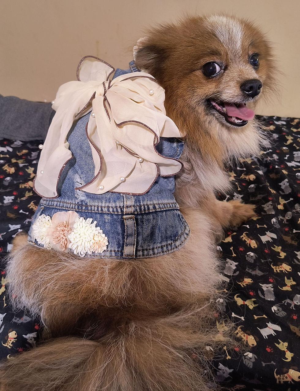 Rocky Pomeranian