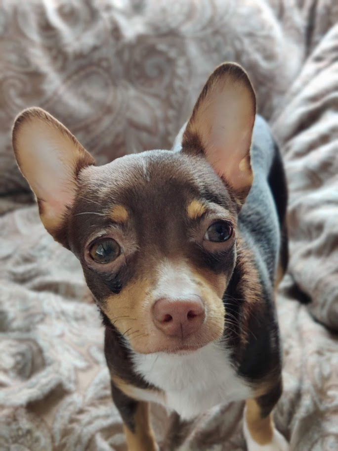 Pikachu Chihuahua