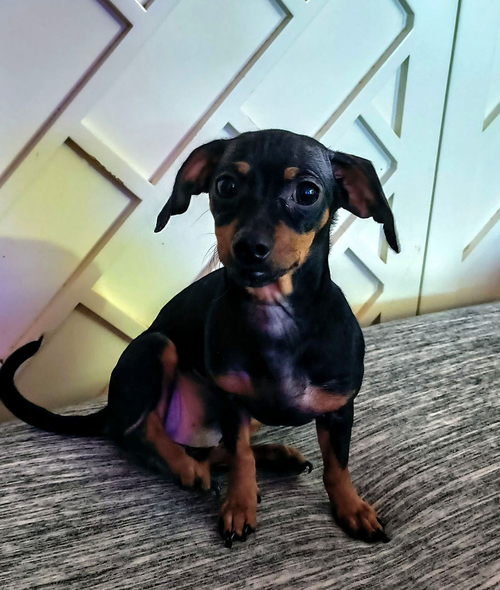 Blanche Chiweenie