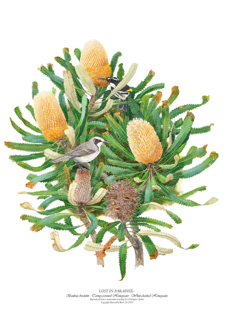 Chris Spiker A3P29Banksia-burdettii-Honeyeaters