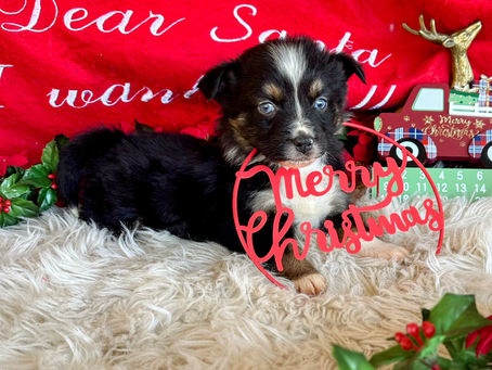 Christmas 🎄 Puppy 🐶