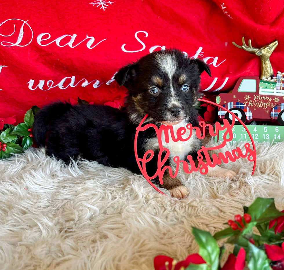 Christmas 🎄 Puppy 🐶