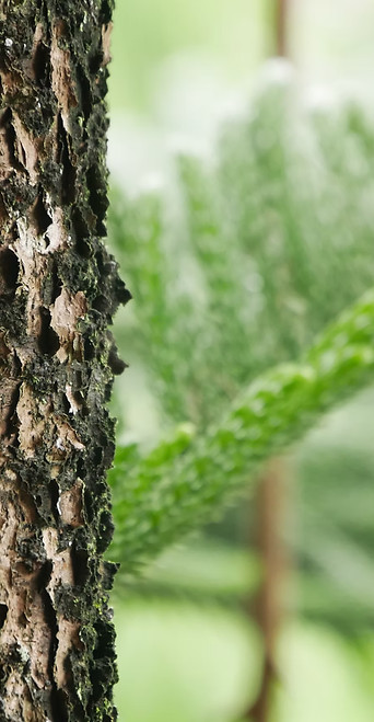 Cypress tree symbolizing strength, clarity, and support—reflecting transparent therapy pricing and flexible payment options.