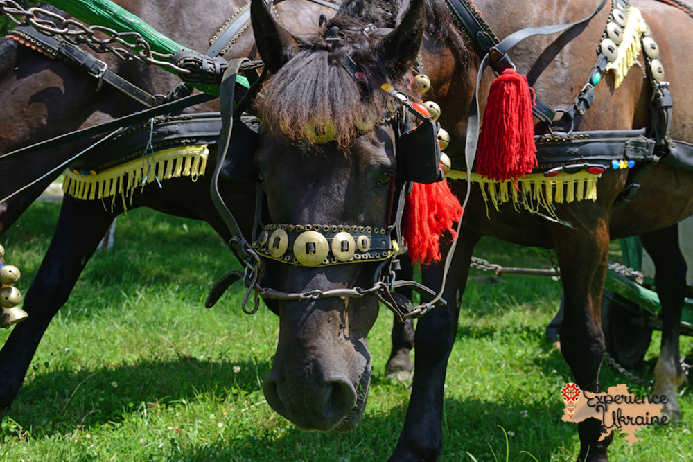 Close of Ukrainian cart horses LR-imp