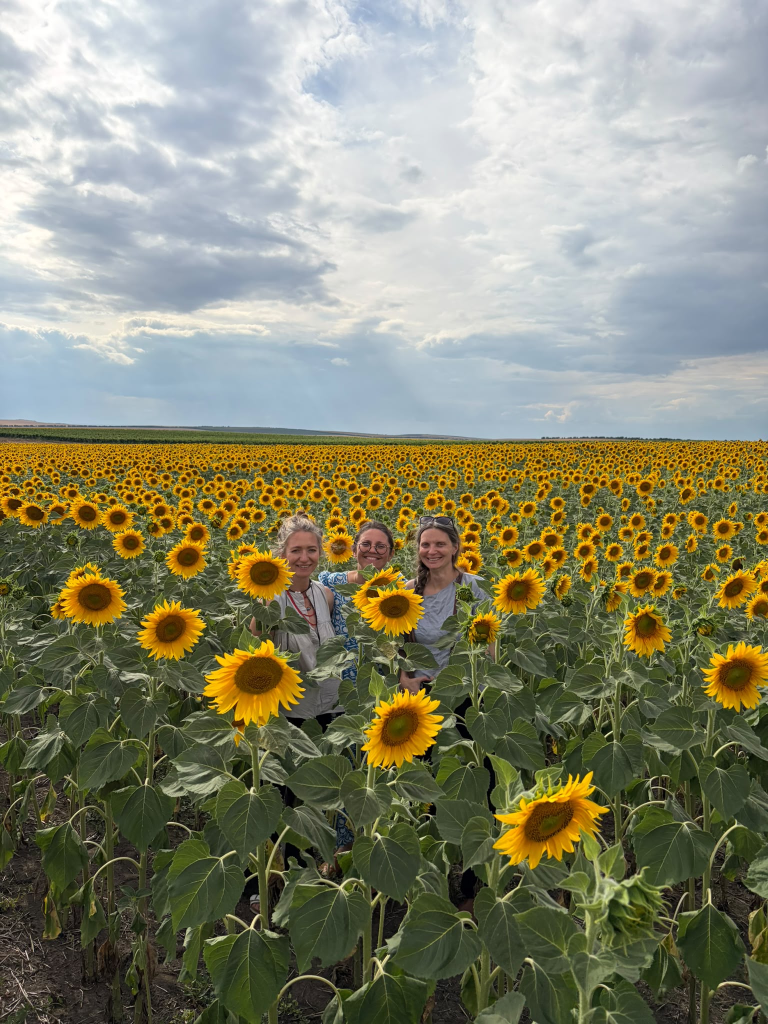 A sun drenched vineyard in the rolling hills of the Moldovan countryside during golden hour