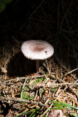 Fungi on our foraging trip