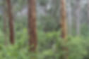 bigstock-Tree-Trunks-In-A-Beautiful-Aus-367714312.jpeg