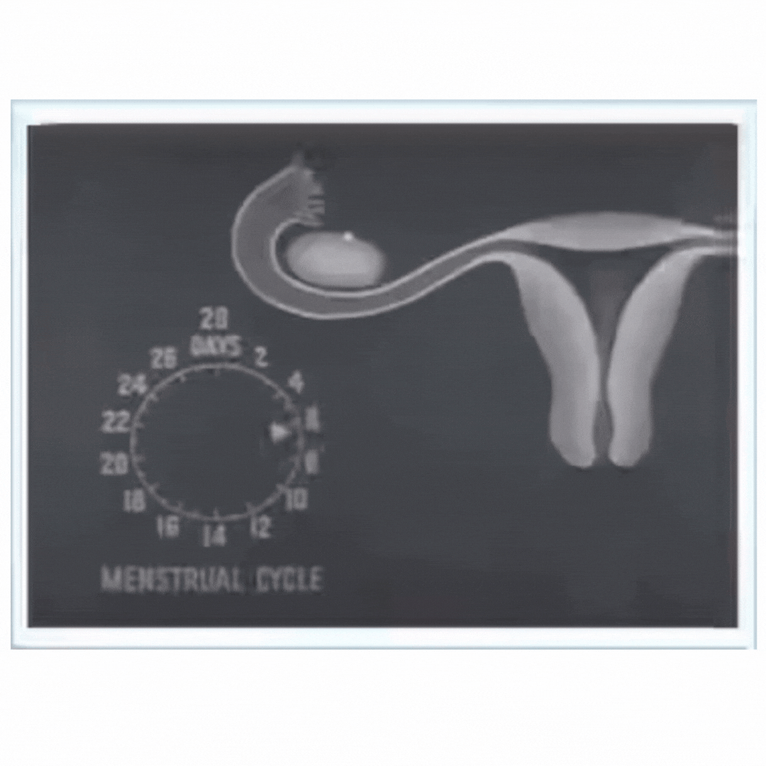 Menstrual Cycle Clock.gif