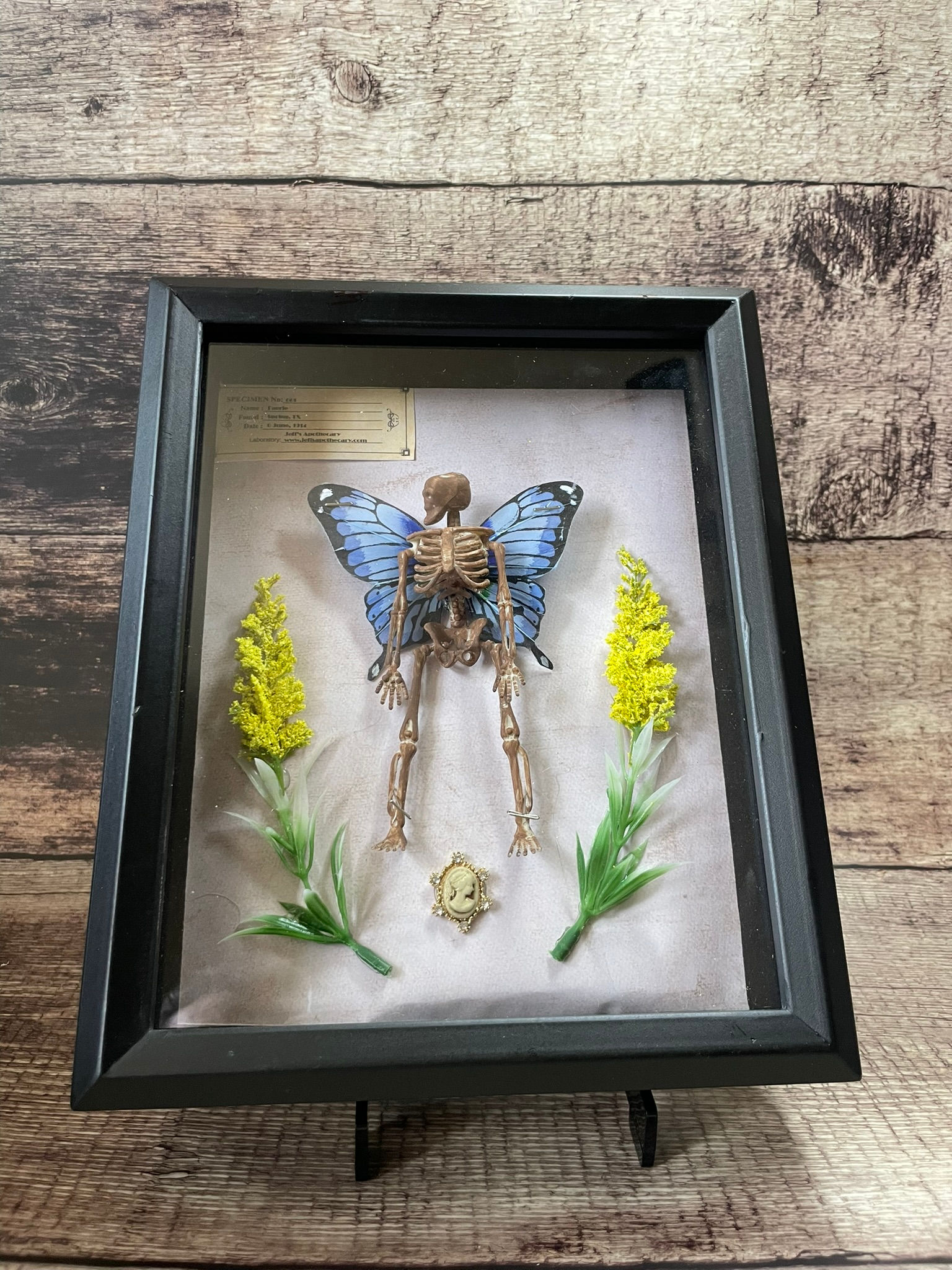Fairy Specimen #1