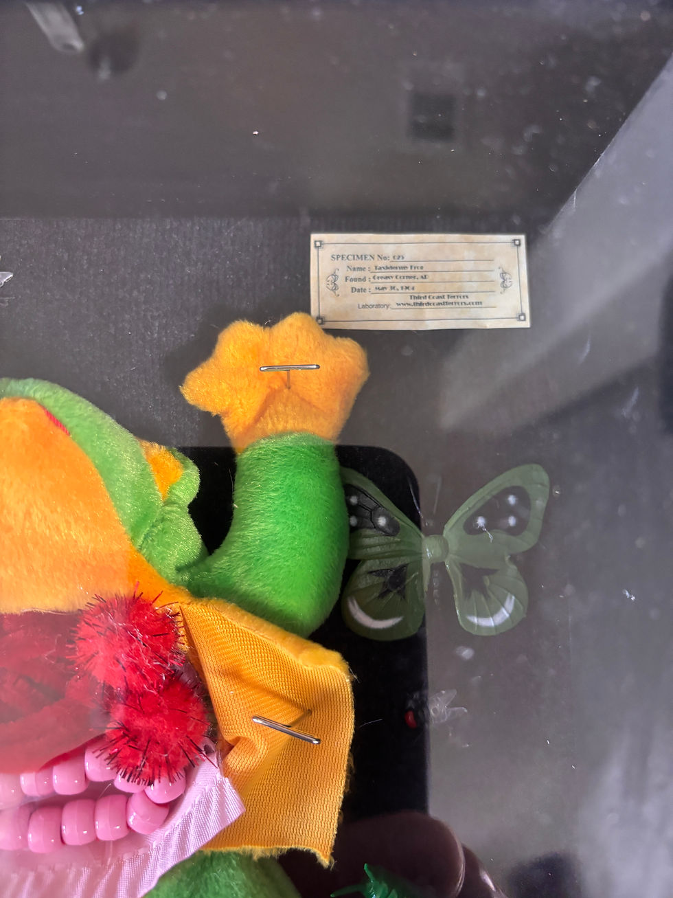 Thumbnail: Specimen - Taxidermy Frog #1