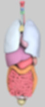 ree