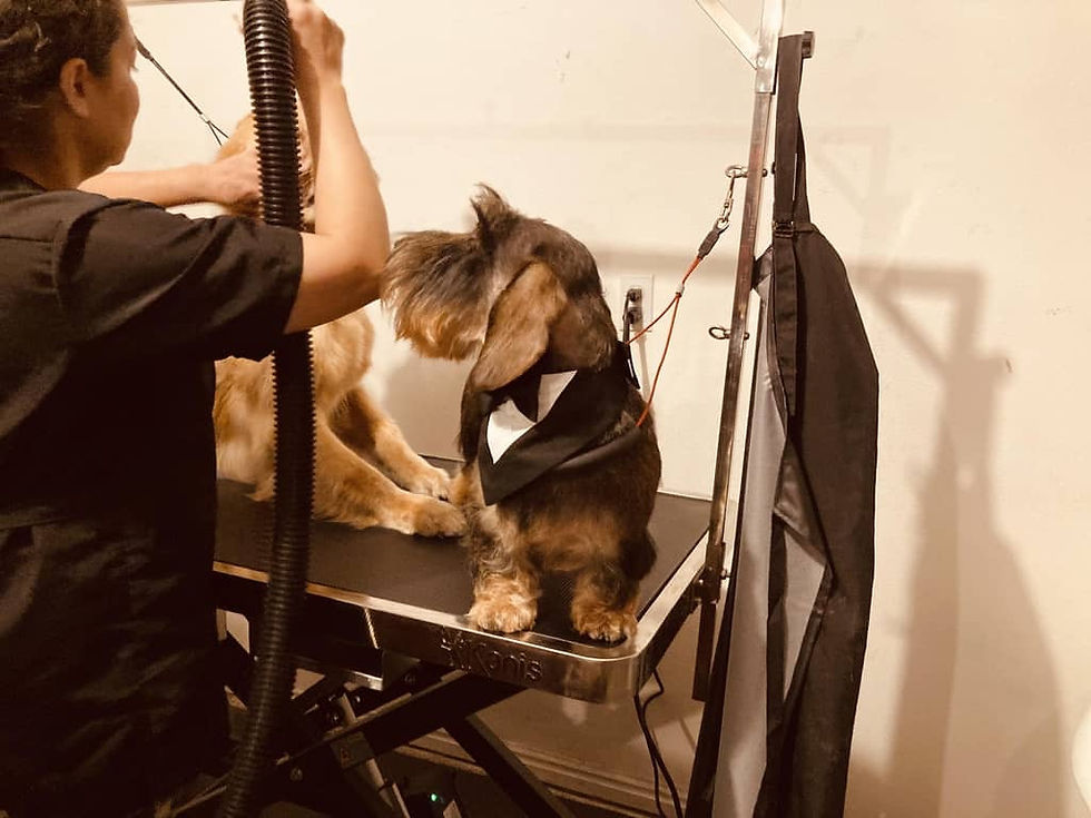 Thumbnail: Dog Groomers