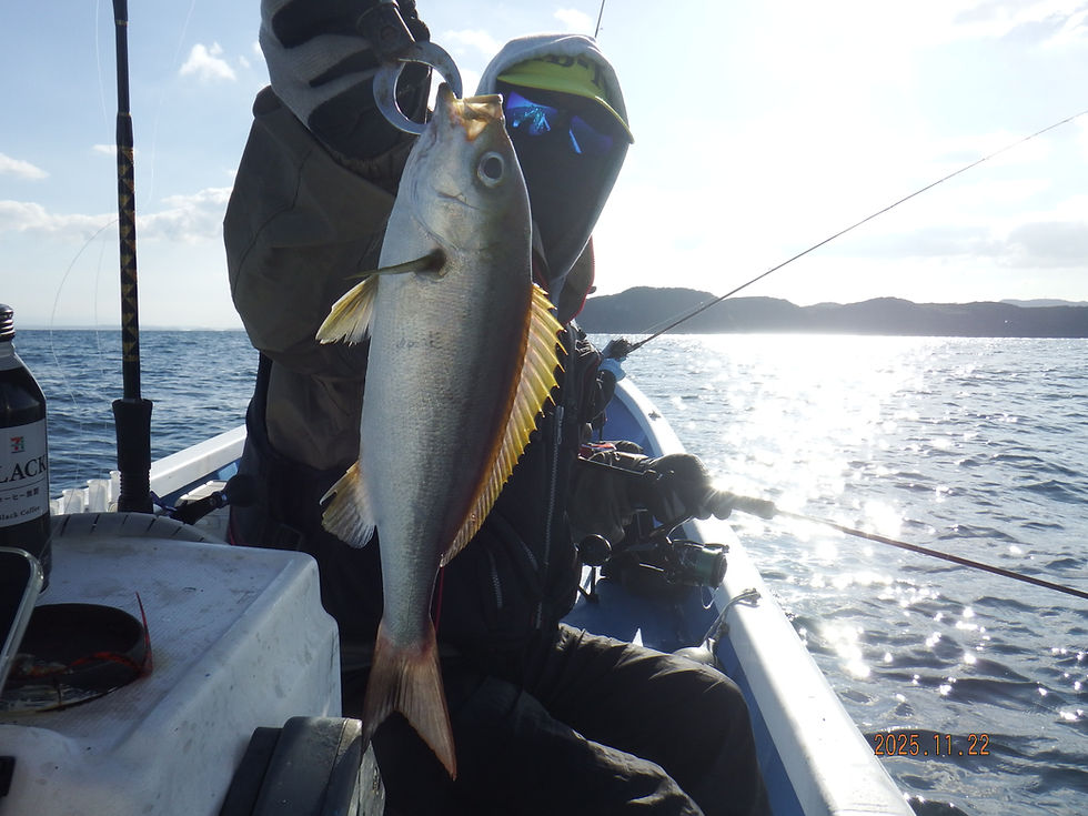 11月22日タイラバ釣果