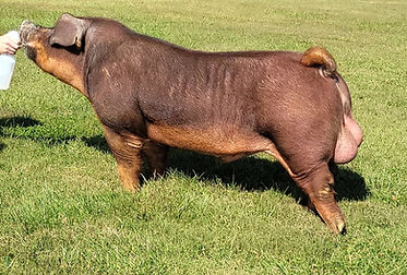 Lesson Plan Duroc Boar