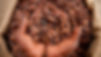 Cocoa-from-Ghana.jpg