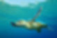 mexico-beach-things-to-do-ecotourism-gal