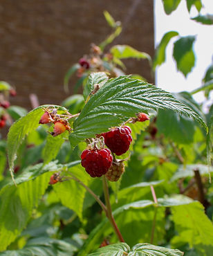 IMG_0950_edited.jpg