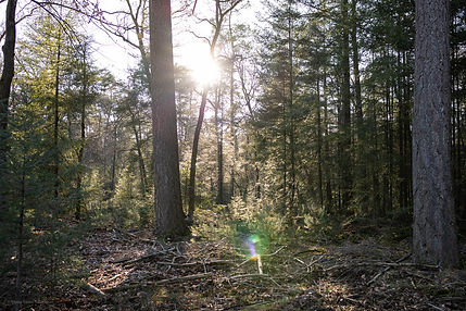 Bomen in het bos