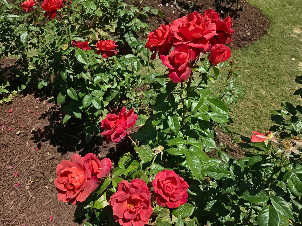 Bright red roses bloom on a green bush in a sunny garden bed, with mulch and grass in the background.