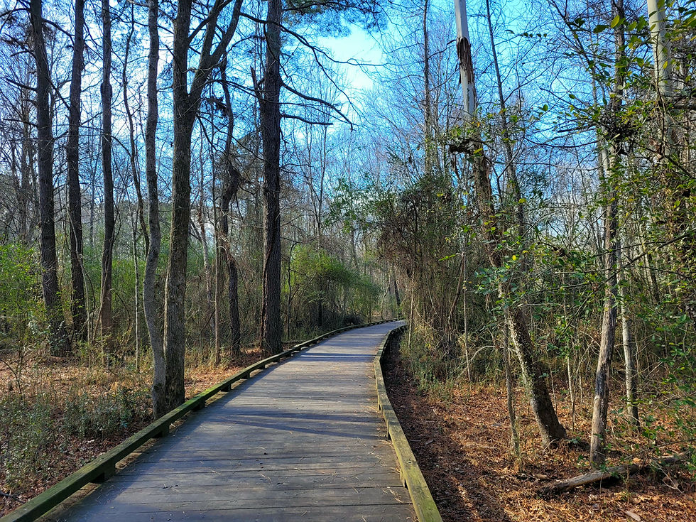 Wooden path winding through the forest