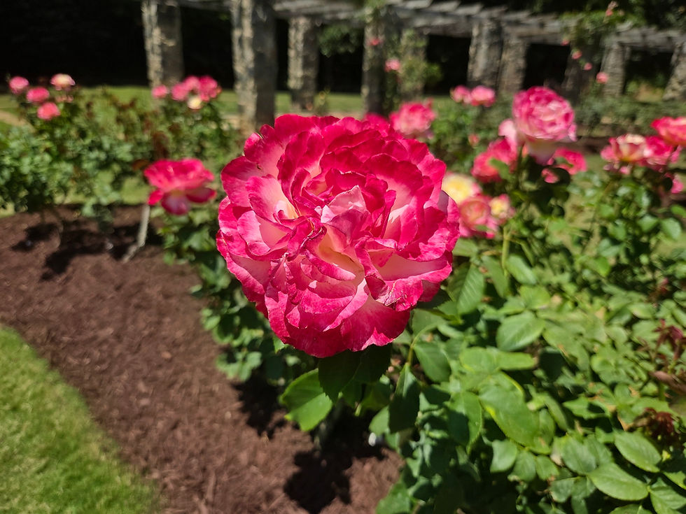 Raleigh Rose Garden