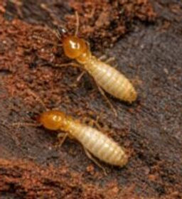 termites.jpg