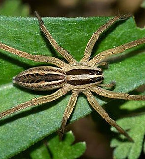 spider.jpg