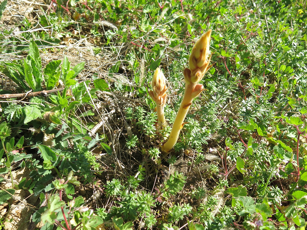 Orobanche (Orobanche lutea)