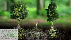 Mieux comprendre les arbres...