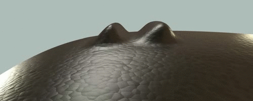 05a1d151893645.58fdf55cca8ca.gif