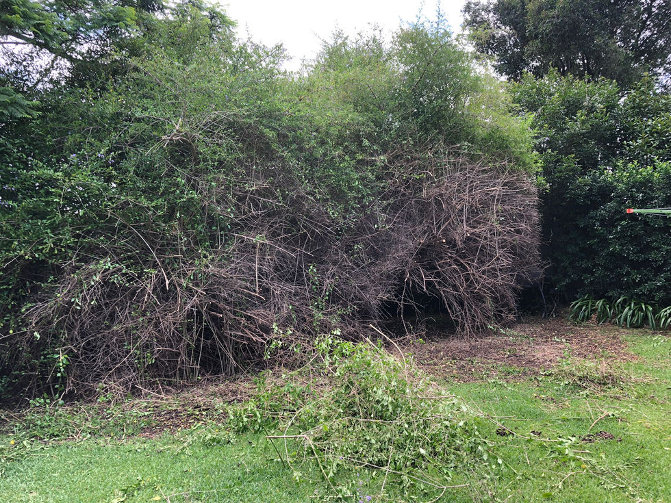 1m depth cut back