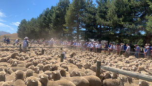 The future of wool in New Zealand: A natural comeback