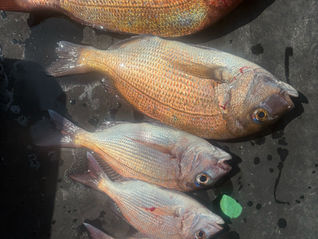 釣果　　　　6月29日