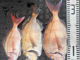 釣果　　　　3月2日