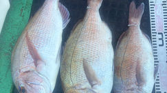 釣果　　　　1月10日