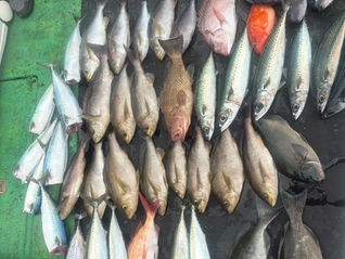 釣果　　　　6月22日