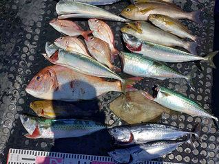 釣果 7月20日