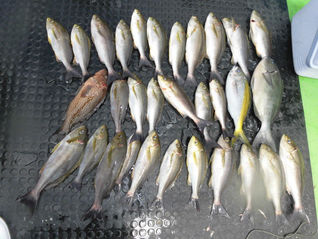 釣果 7月19日