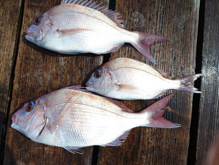 釣果 3月29日